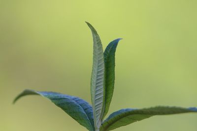 Close-up of plant against yellow background