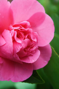 Close-up of pink flower