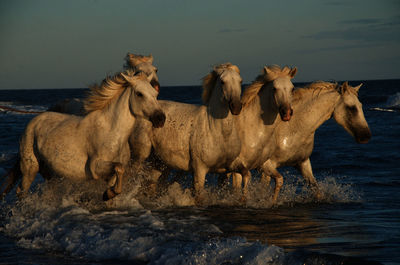 Horses in water