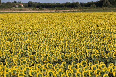 Full frame shot of yellow flowers