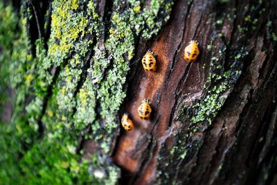 Bugs on tree trunk
