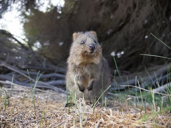 Portrait of an animal on field