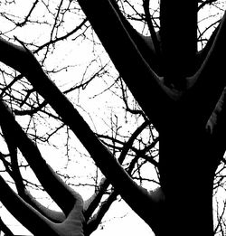 Low angle view of bare trees against sky