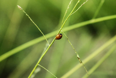 Close-up of ladybug on leaf