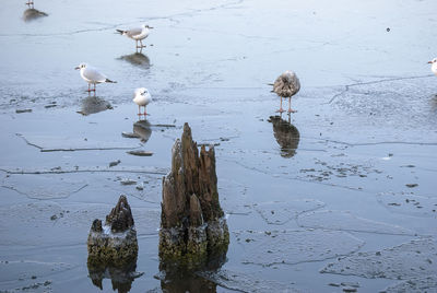 Seagulls perching on a lake