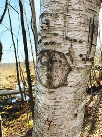 Close-up of tree trunk in forest