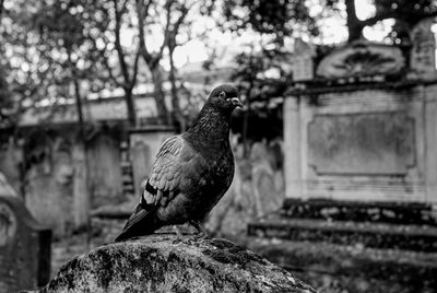 Close-up of pigeon perching on rock