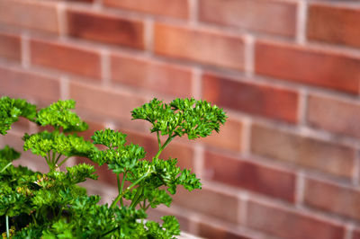 Close-up of plant against brick wall