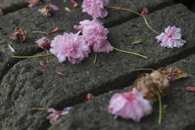 High angle view of pink cherry blossoms
