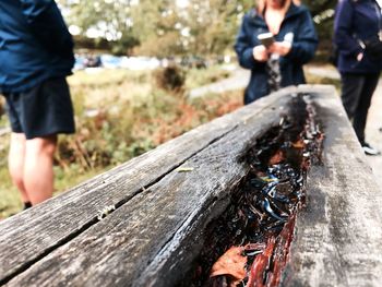 Close-up of wooden plank