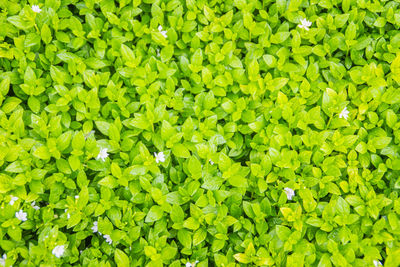 Full frame shot of fresh green leaves