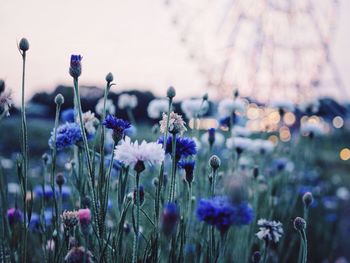 Close-up of purple flowers blooming in field