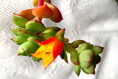 Close-up of fruit growing on plant