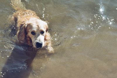 Portrait of dog swimming in water