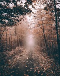 View of trees in forest
