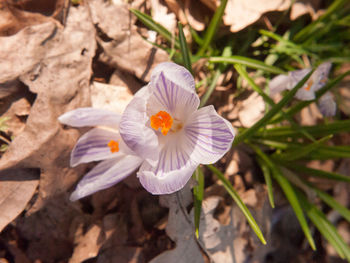 Close-up of white crocus flowers on field