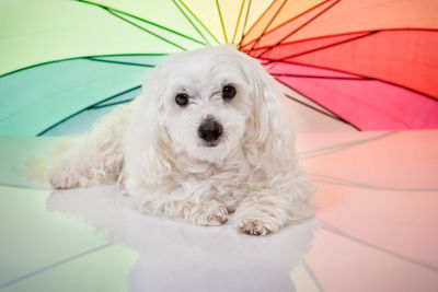 Portrait of white dog sitting on floor