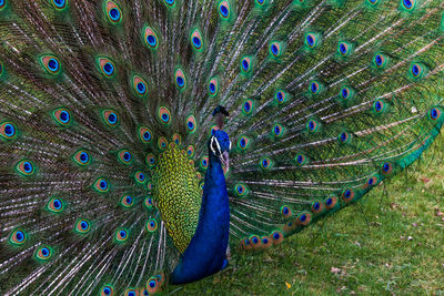 Peacock feathers