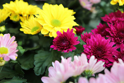 Close-up of pink flowering plants