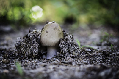 Close-up of mushroom growing on field