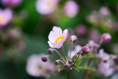 Close-up of pink flowering plant