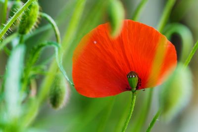 Close-up of poppy flower