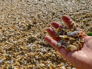 Close-up of hand holding pebbles on beach