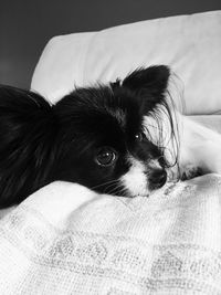 Portrait of dog resting on bed