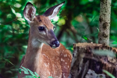 Close-up of deer in the forest