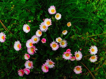 Close-up of white daisy flowers blooming in field