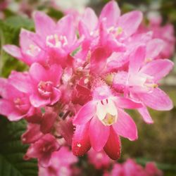 Close-up of pink flowers