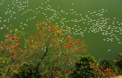 View of flowering tree by lake