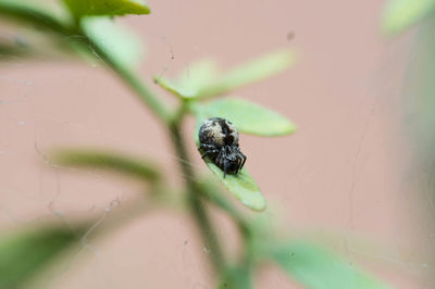 Close-up of spider on leaf