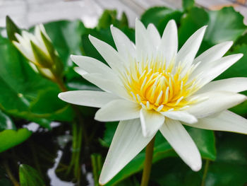 Close-up of white flowering plant