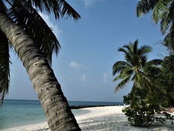 Palm trees by sea against sky