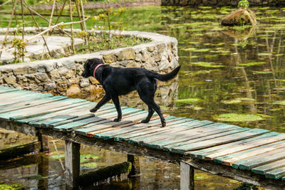 Dog standing in a lake