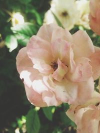 Close-up of pink flower