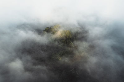 Scenic view of forest against sky