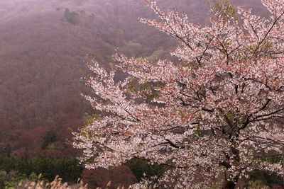 View of cherry blossom tree