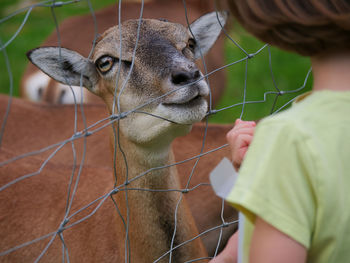 Close-up of young woman eating in zoo