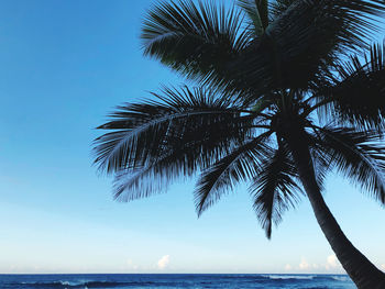 Palm tree by sea against sky