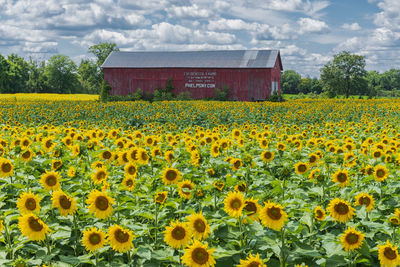 Scenic view of sunflower field against cloudy sky