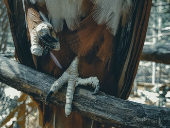 Close-up of bird on wooden post