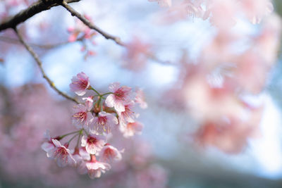 Close-up of cherry blossoms in spring