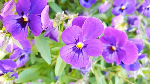 Close-up of flowers blooming outdoors