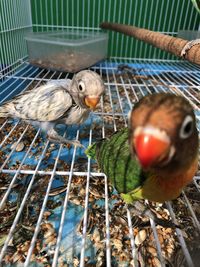 Close-up of parrot in cage