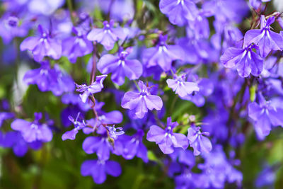 Close-up of purple flowering plants