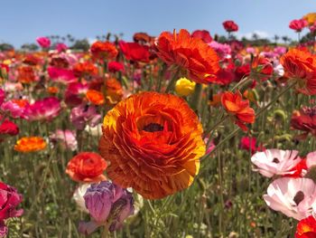 Close-up of red poppy flowers on field