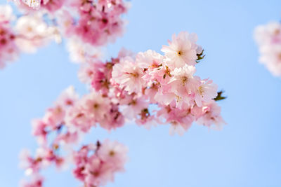 Pink cherry blossom branch at blue sky background at springtime. beautiful blooming sakura flowers