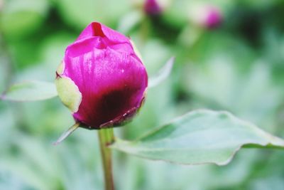 Close-up of purple flower bud